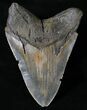 Serrated Megalodon Tooth - North Carolina #20805-2